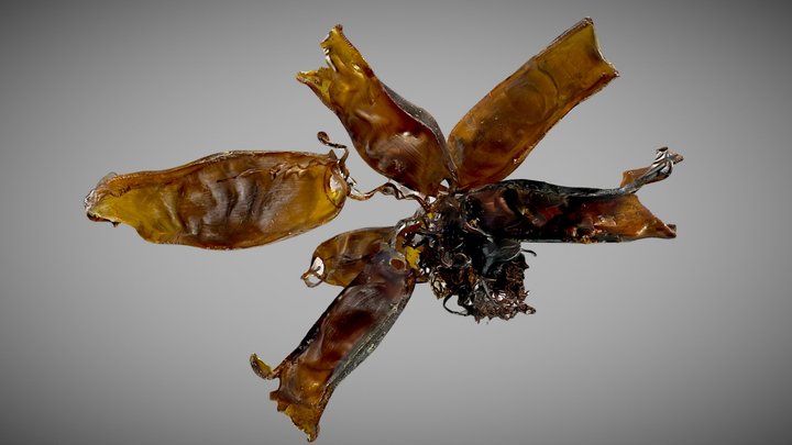 Mermaids Purses 3D Model