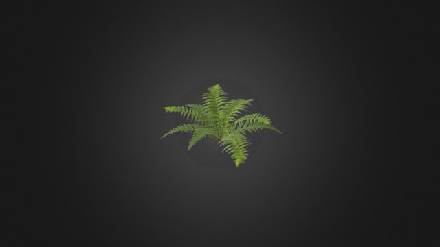 Fern 3D Model