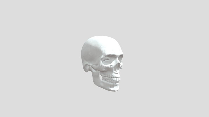 Skull-downloadable 3D Model
