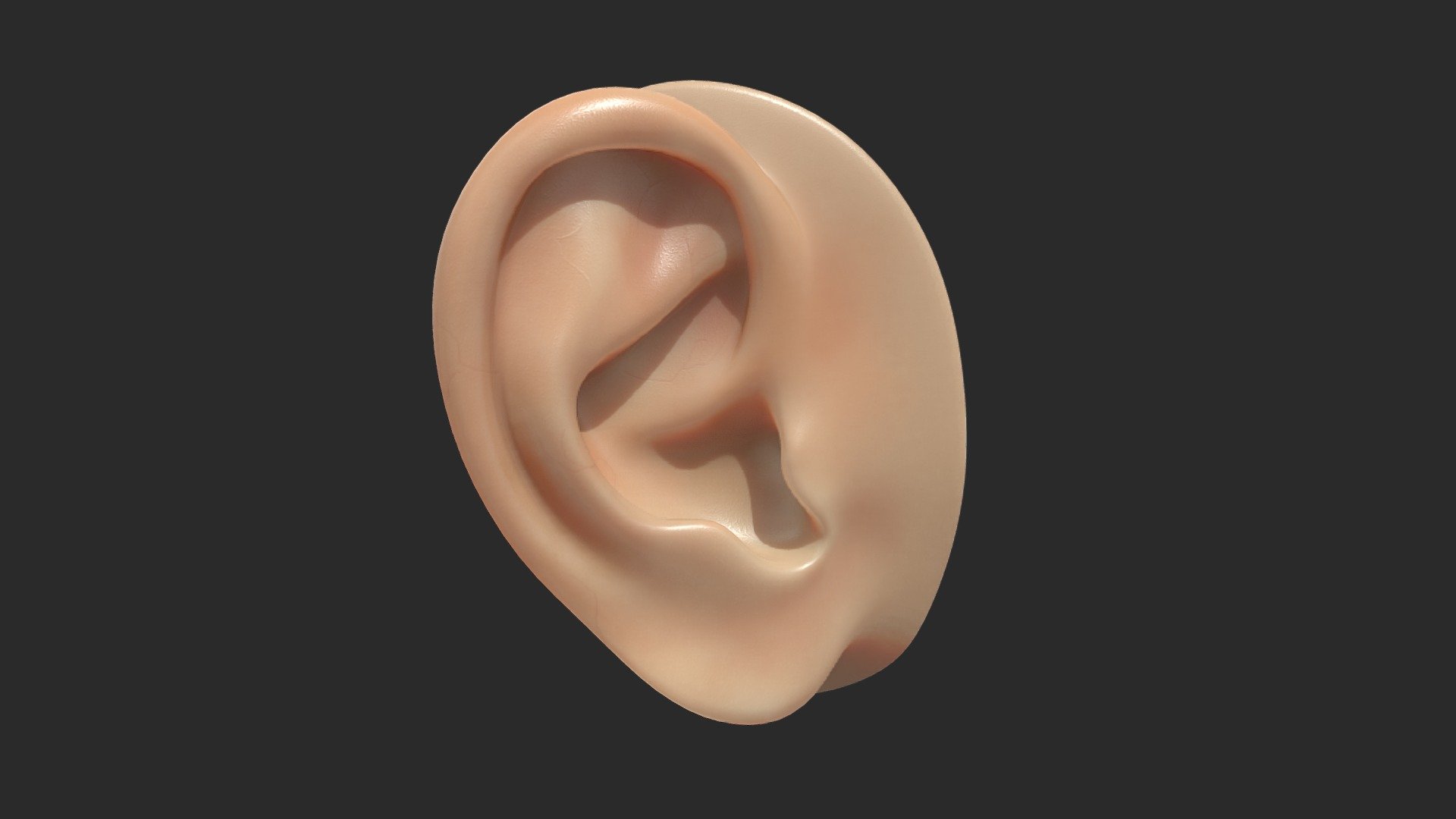 Ear Exercise - 3D model by Gleb.Paltov [8a36e60] - Sketchfab