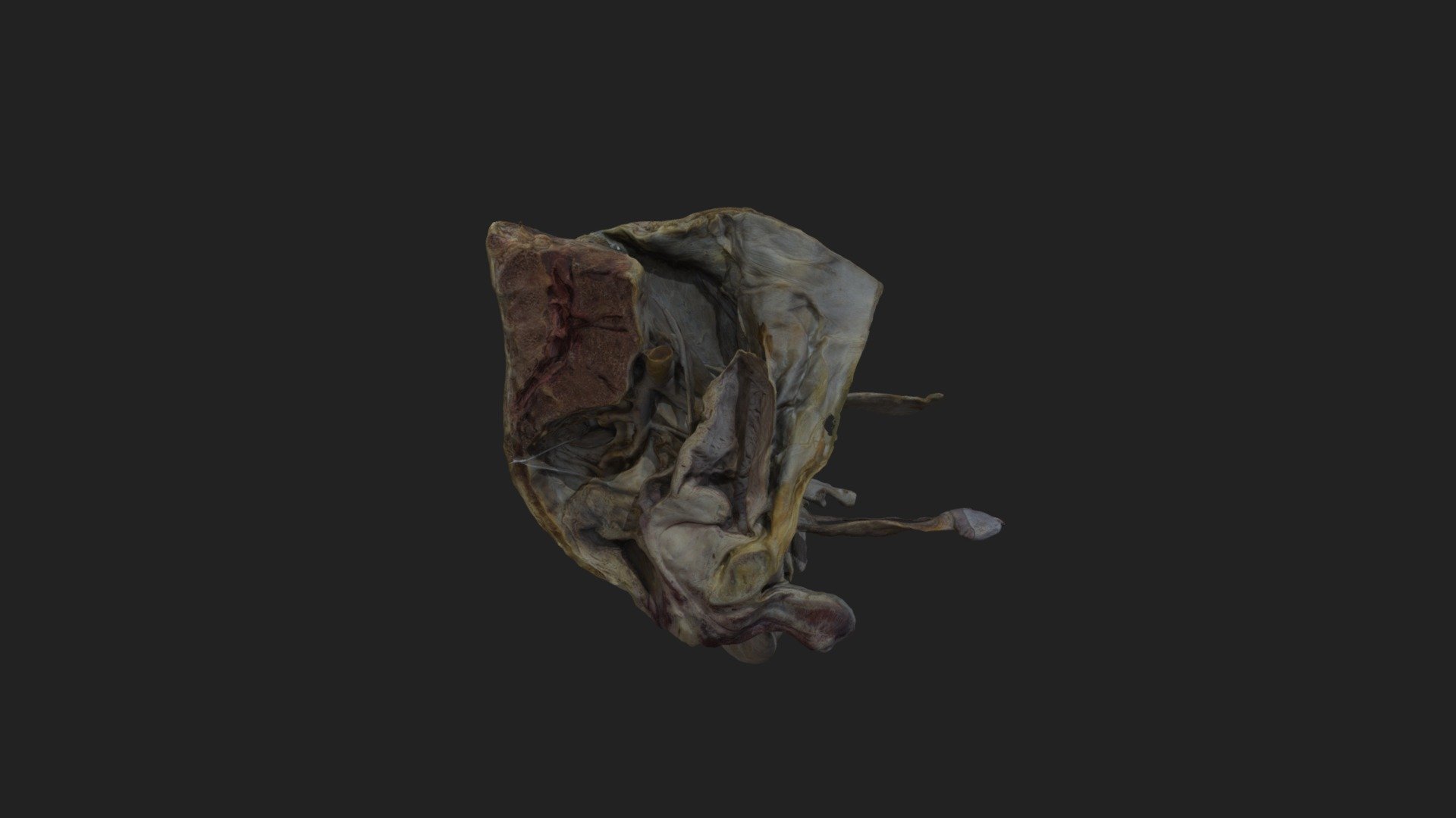 Male Pelvis
