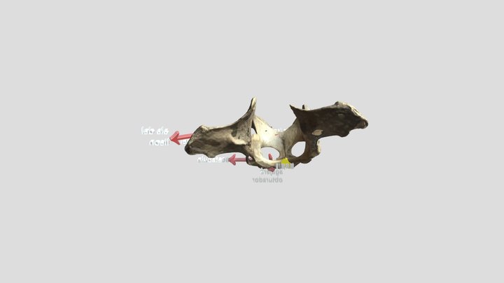 coxal 3D Model