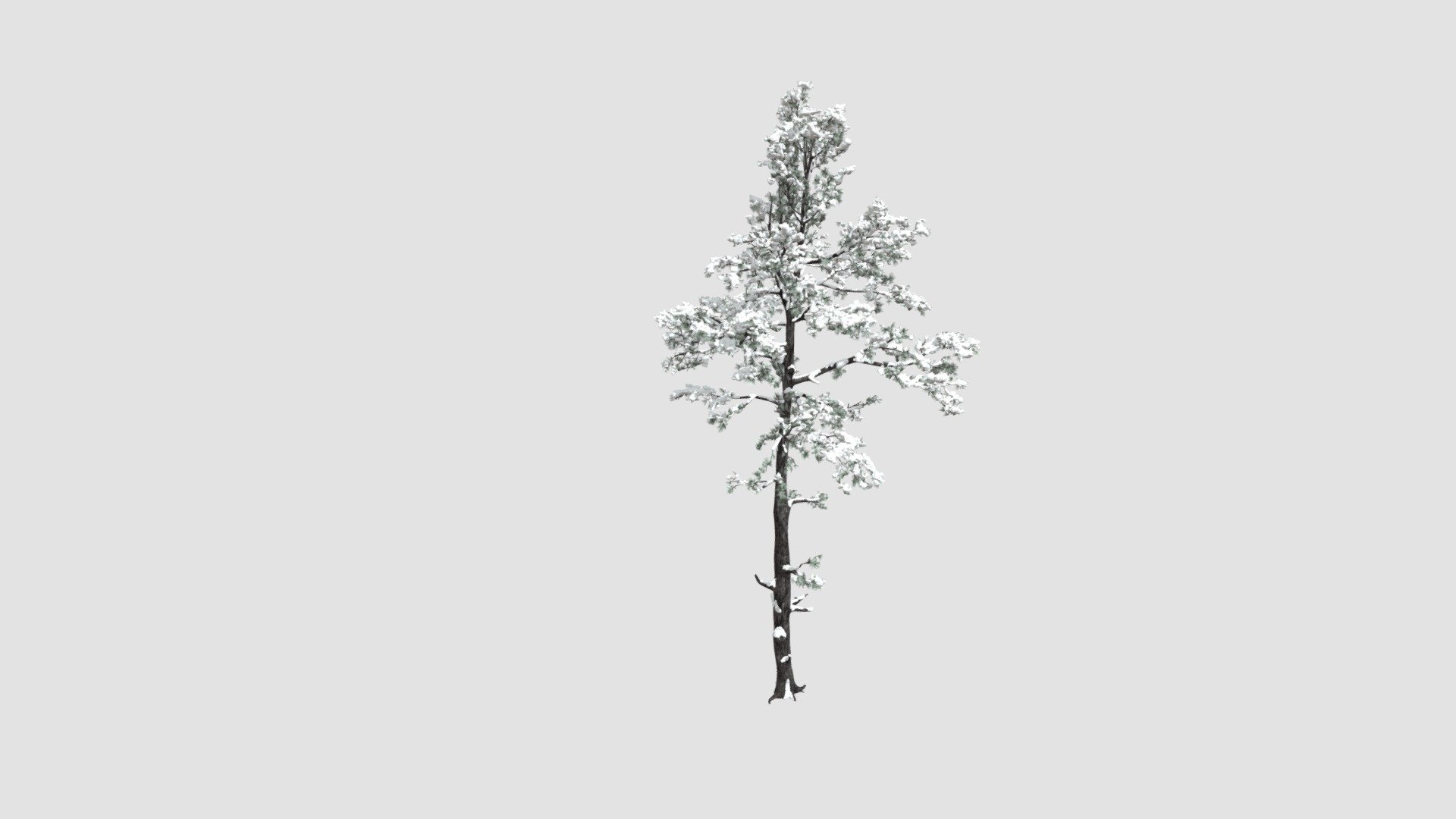 Pine Tree - Buy Royalty Free 3d Model By Evermotion [8a436e6 