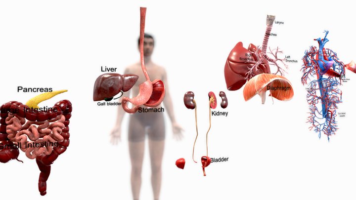 Human Internal Organs Anatomy 3D Model