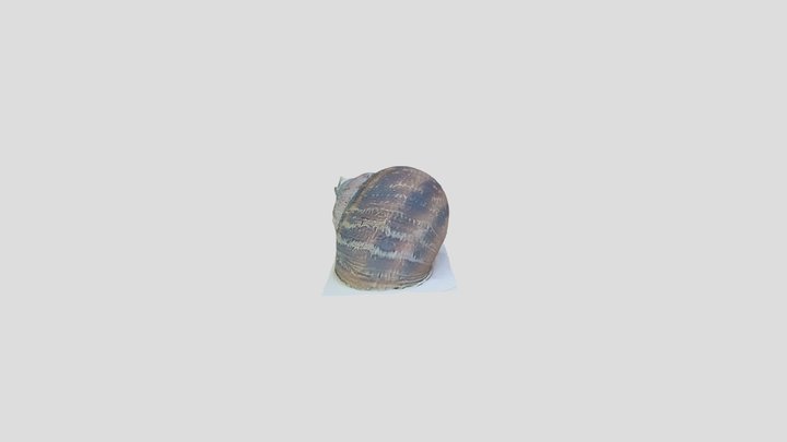 Snail Shell 3D Model