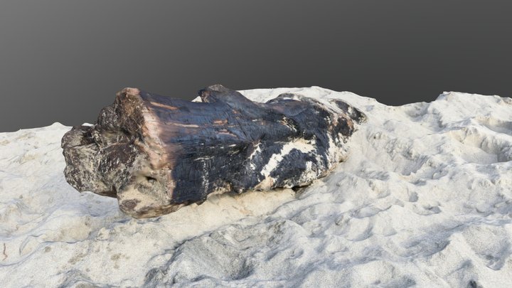 Chared Drift Log 3D Model