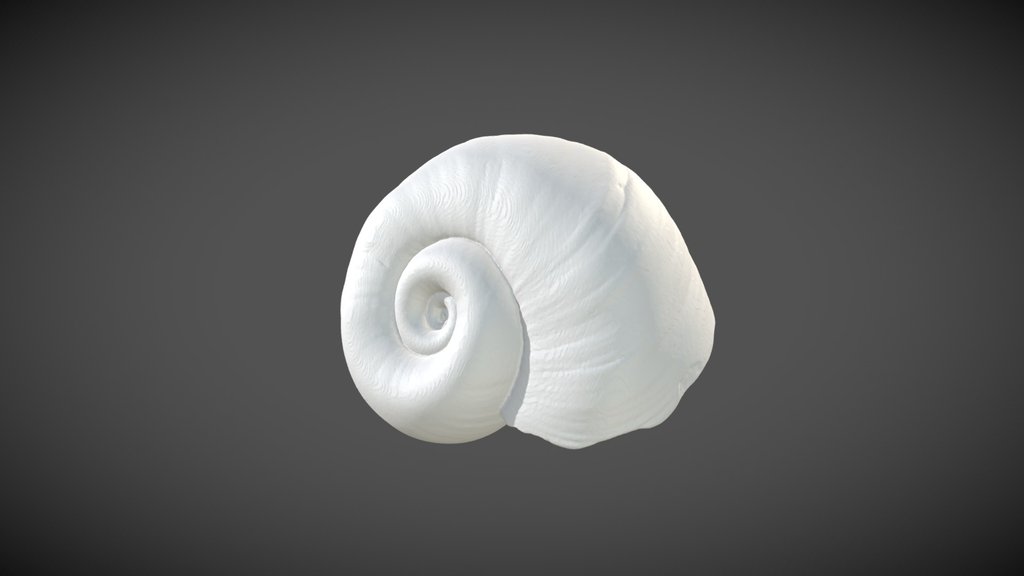 Biomphalaria smithi (Preston, 1910) SYNTYPES
