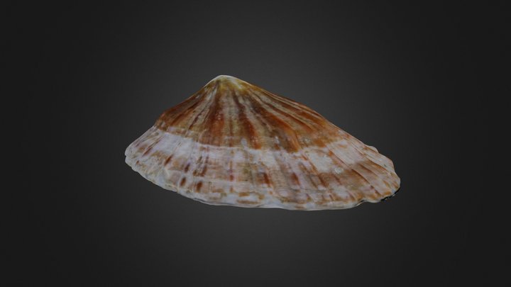 Gastropod: Patella sp. (PRI 76781) – Gratis 3D-model STL