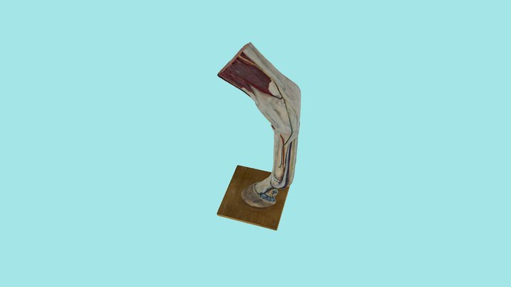 Distale Hintergliedmaße Pferd 3D Model