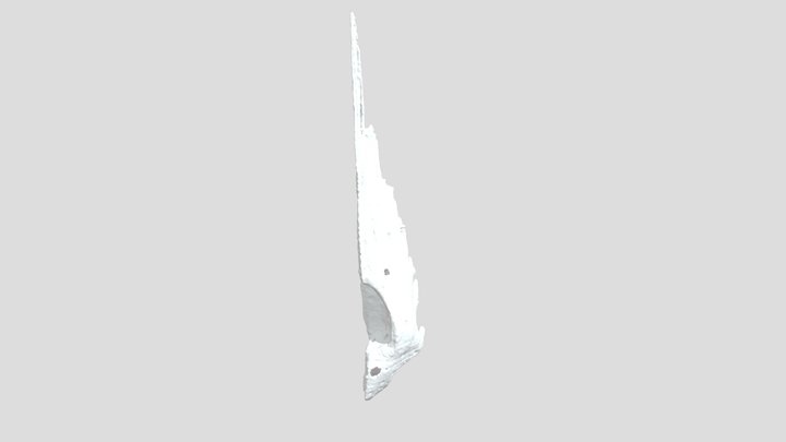 Hatchling Gavialis Premaxilla 3D Model