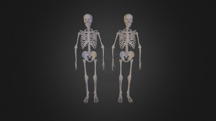 Skeleton 3D Model