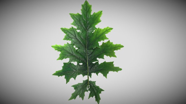 Photometric Scan Vegetation - Acanthus - Leaf 2 3D Model