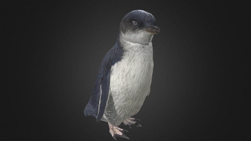 Little Blue Penguin / Kororā