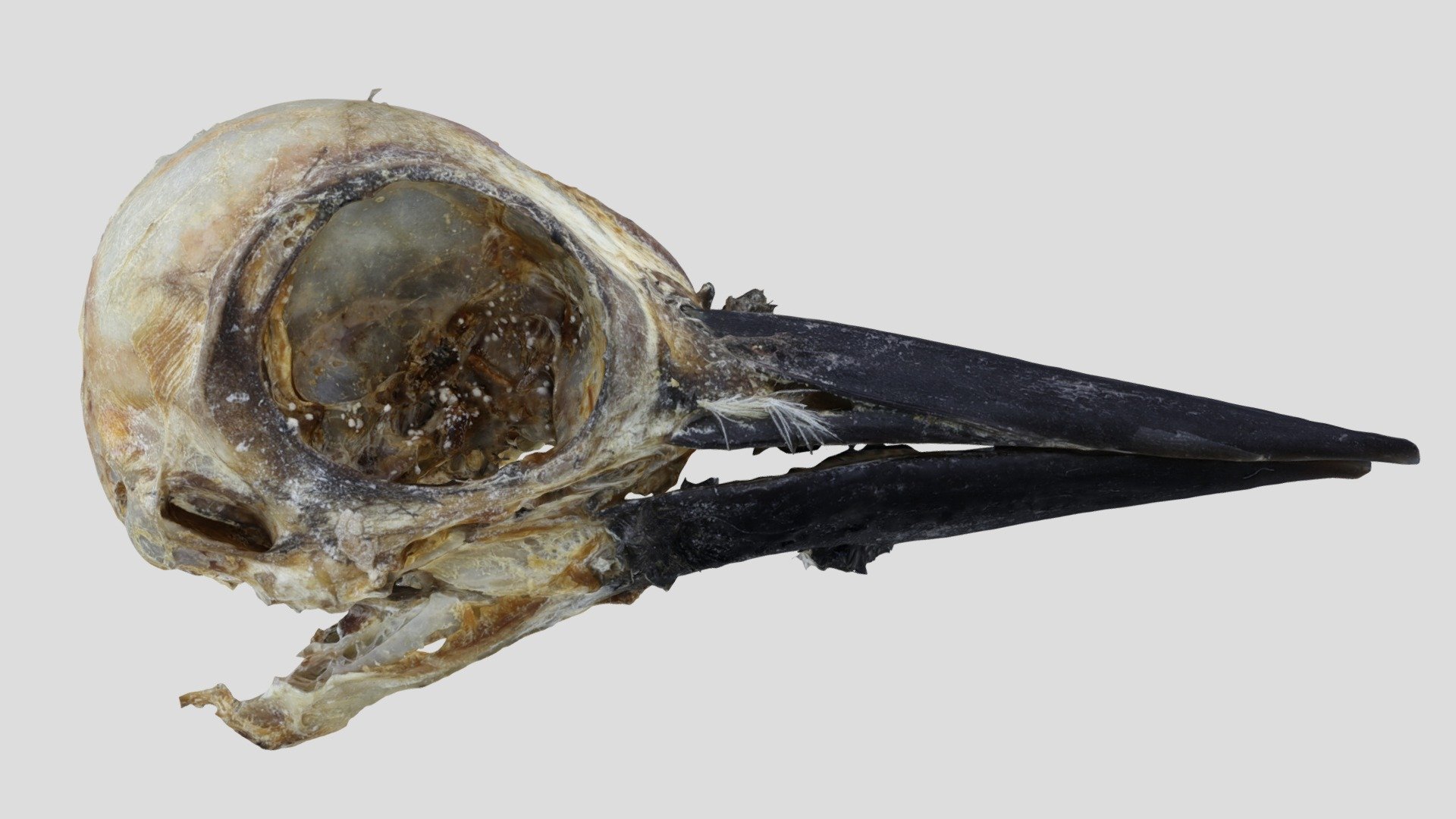 UWYMVBird1210, Sphyrapicus varius, Skull Download Free 3D model by