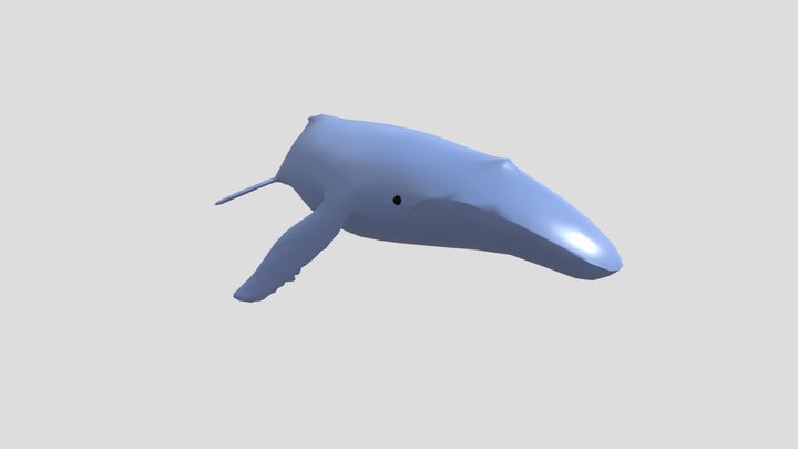Blue whale 3D Model