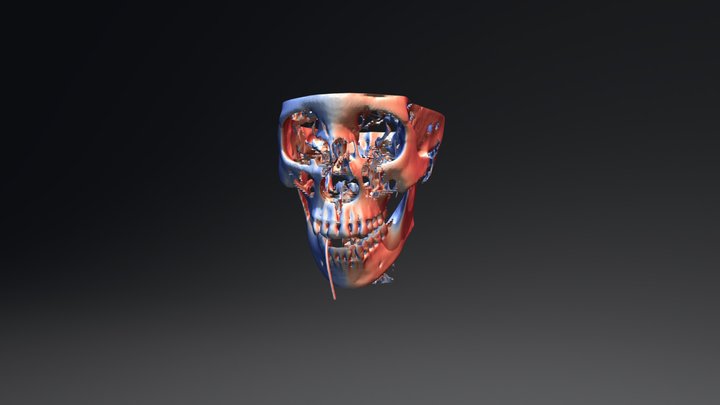 Skull 3D Model