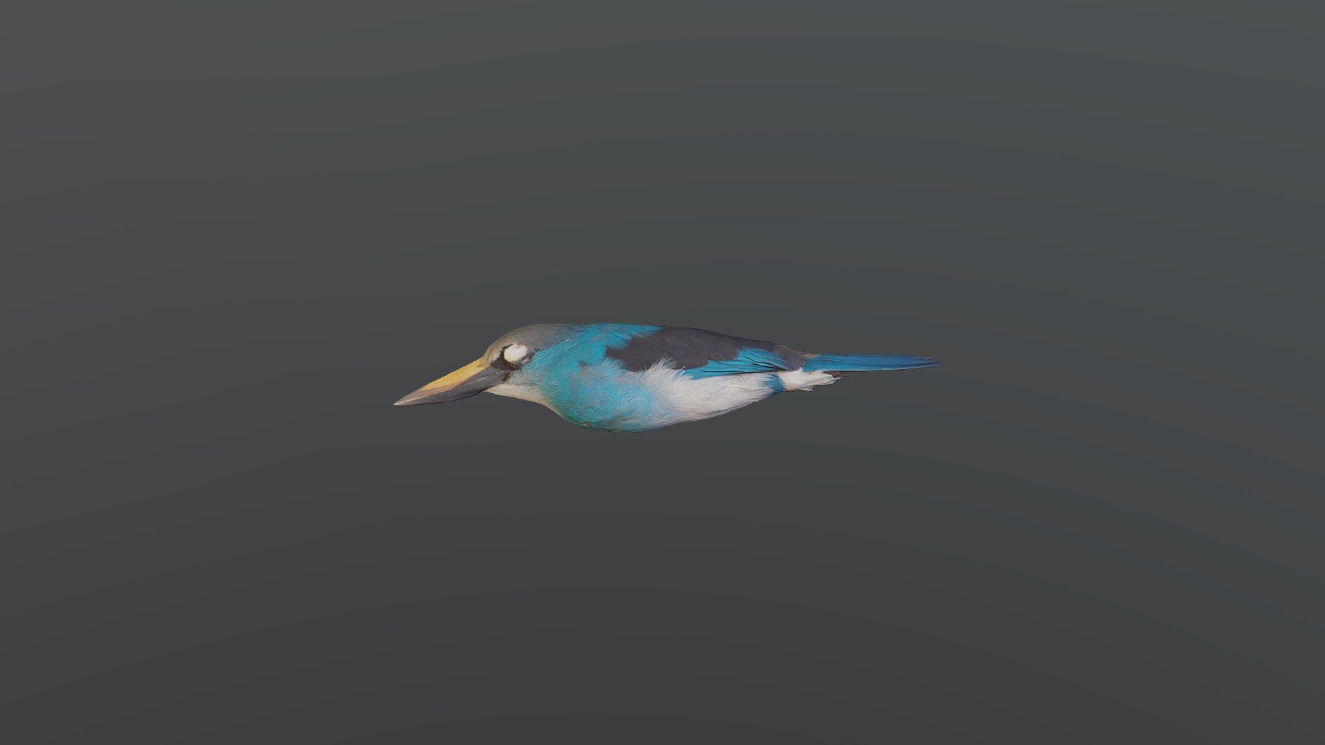 Blue-breasted Kingfisher - Halcyon malimbica
