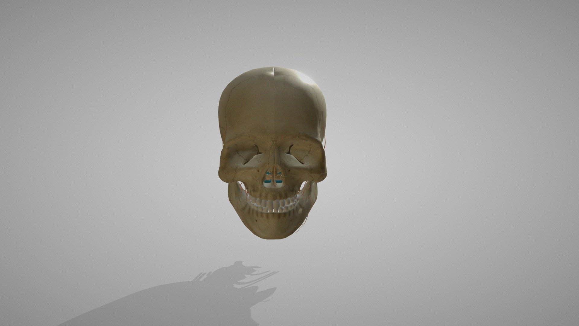 Human Skull and Brain - 3D model by WoWExp Technologies (@wowexptech ...