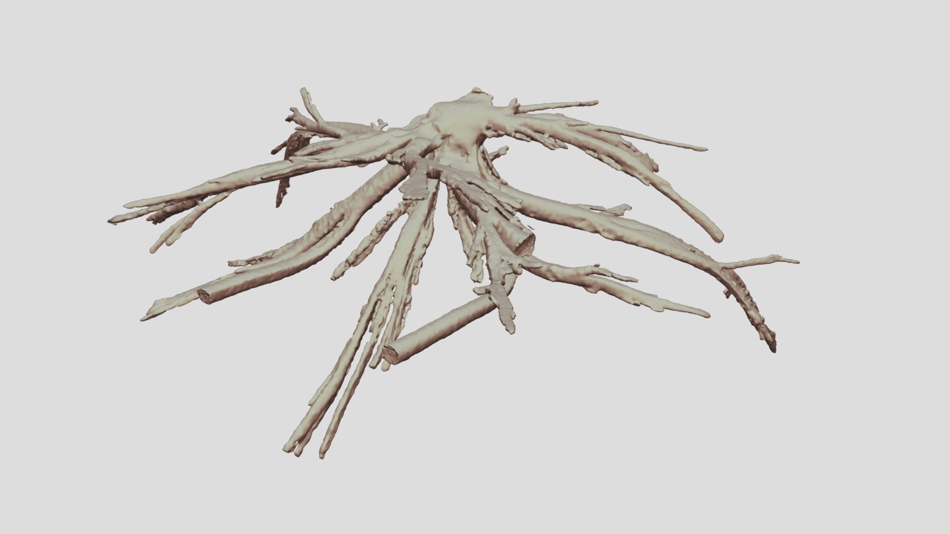 Cacosceles newmannii larva tracheae. Sample Nr31