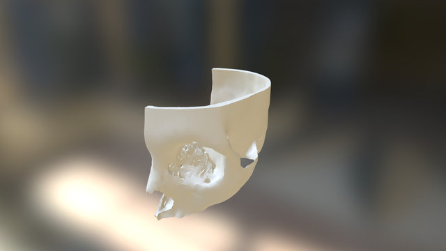 Skull Cut 3D Model