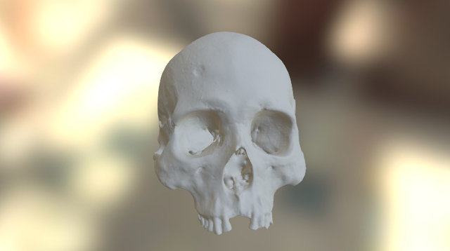 Skull Smaller 3D Model