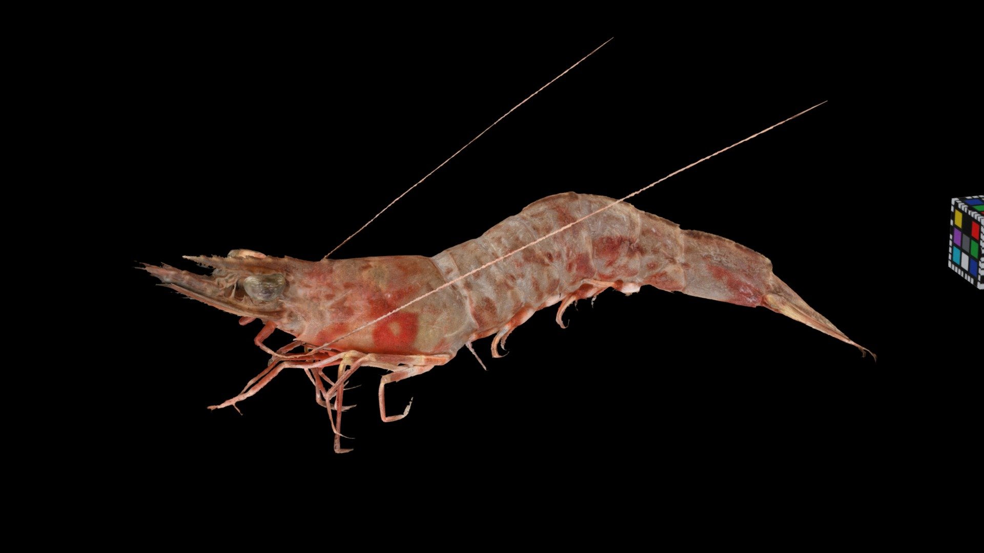 アカエビ Whiskered Velvet Shrimp, M. barbaraz
