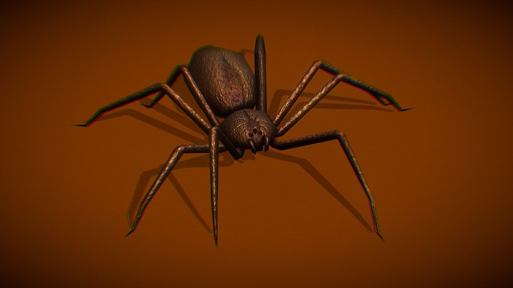 Recluse Spider