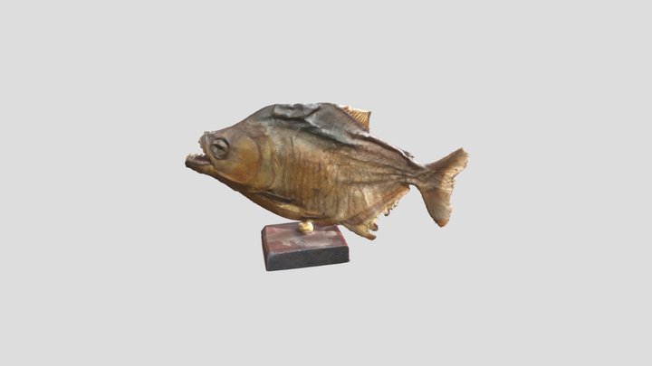 Piranha par photogrammétrie de taxidermie 3D Model