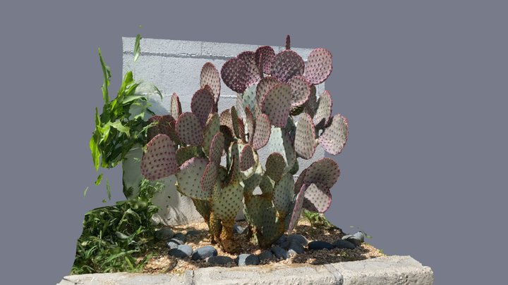 Santa Rosa Prickly Pear Cactus 3D Model