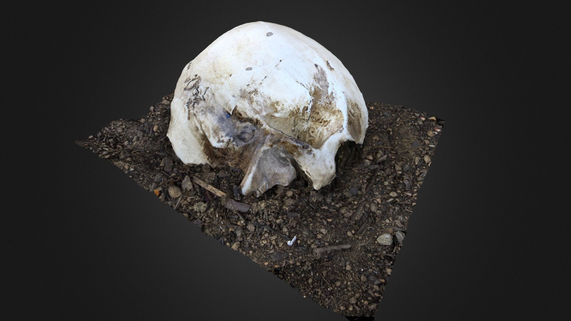 Halloween Skull