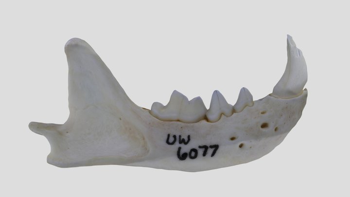 UWYMV:Mamm:6077, Mustela nigripes, R. Mandible – Gratis 3D-model STL