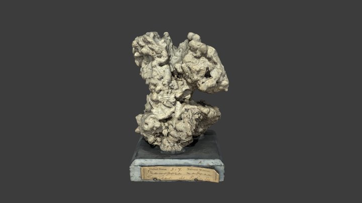 Manopora nodosa – Modello 3D gratuito STL