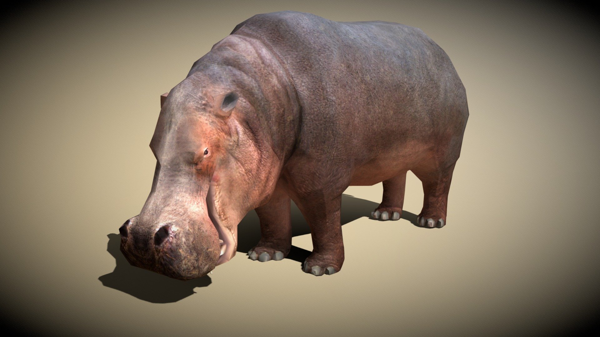 Hippopotamus 3D models - Sketchfab