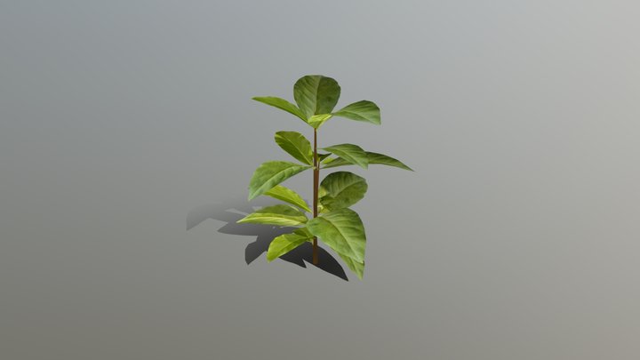 Bay - Herb 3D Model