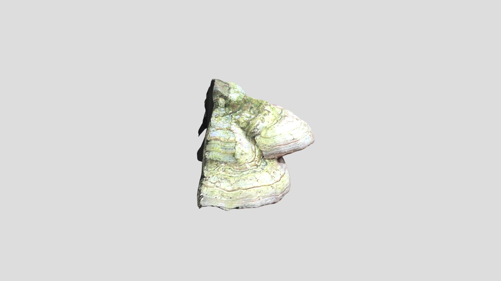 Tree Mushroom