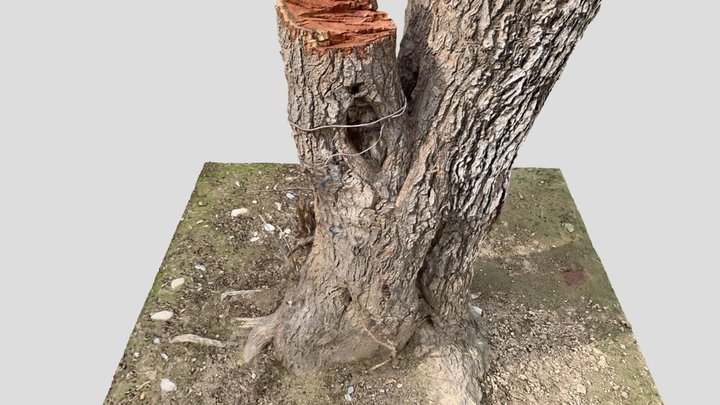 Realistic 3D Tree Stem Model 3D Model