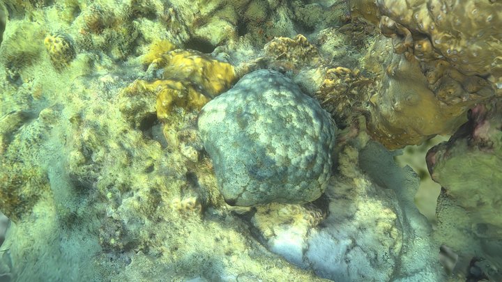 Cushion star (culcita novaeguineae)