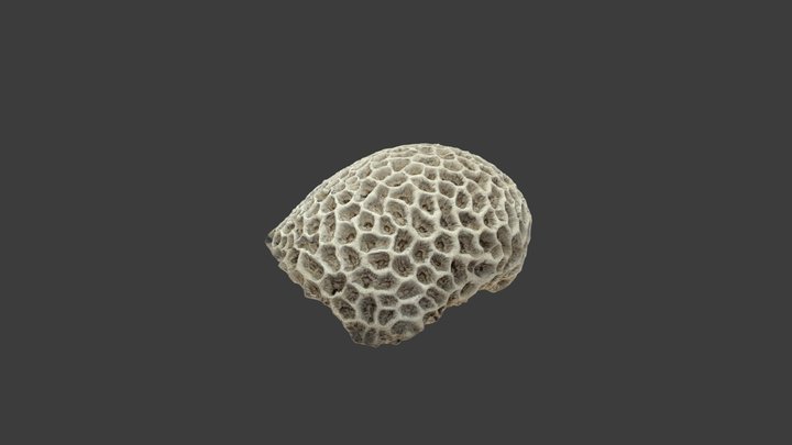 Astraea (Fissicella) favistella – Modello 3D gratuito STL