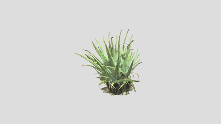Aloe Vera i think 3D Model