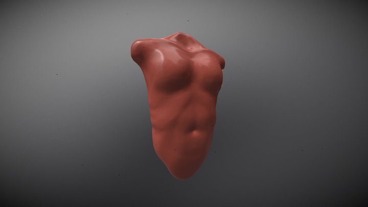 29 (Torso Female) 3D Model