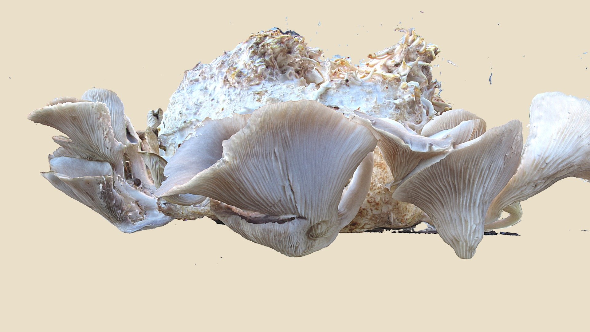 oyster mushrooms ready for harvest