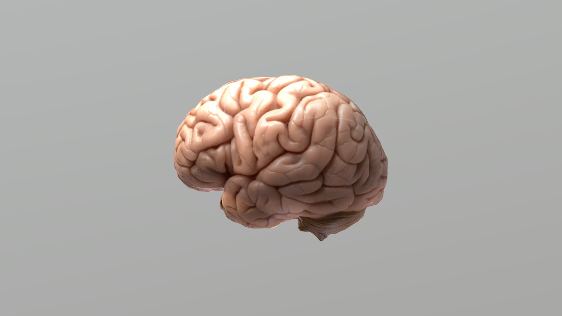 Otak Manusia Sederhana ( Simple Human Brain)