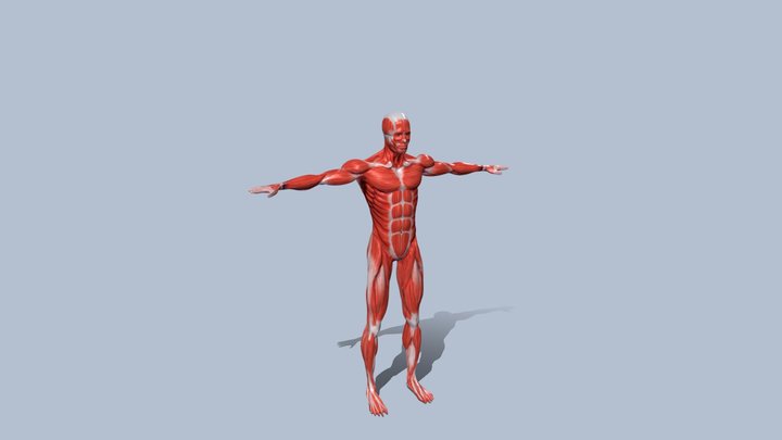 Male Muscles 3D Model