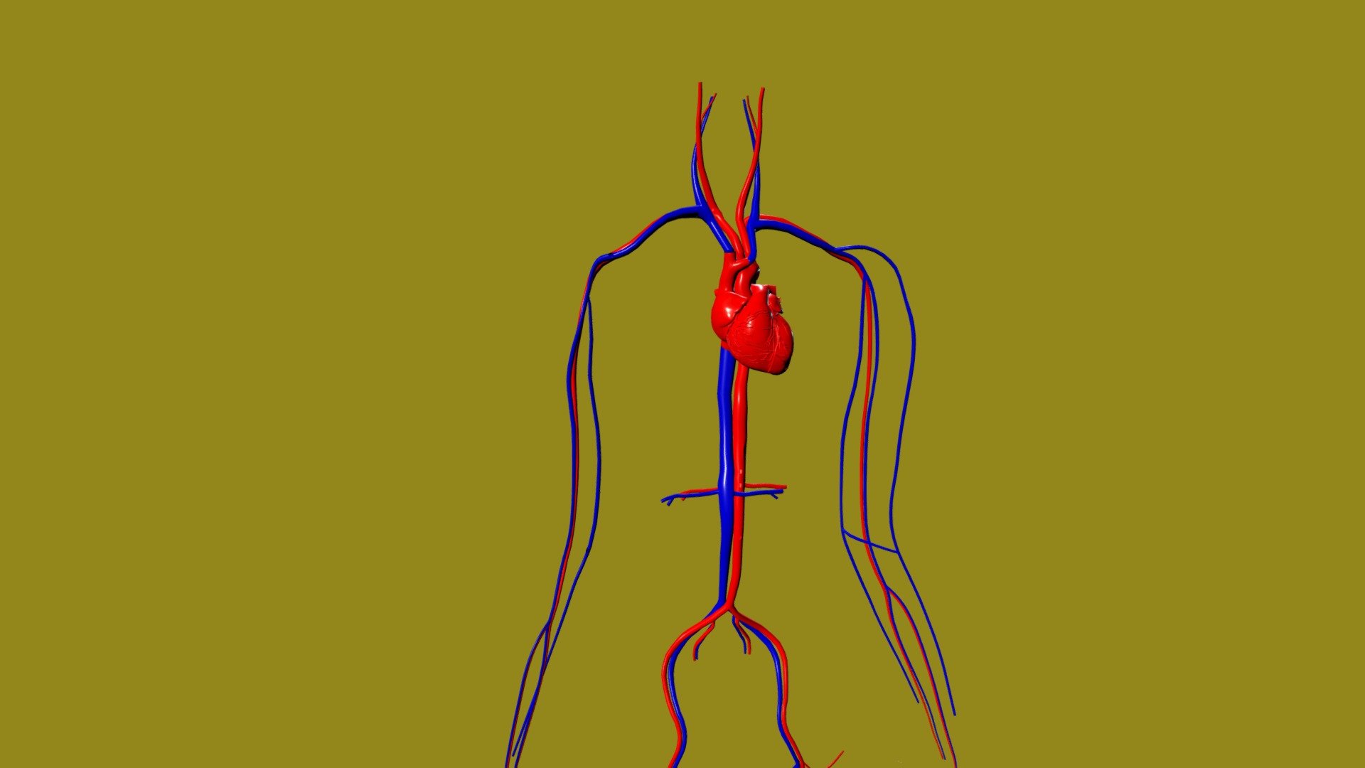 EVE3D Sistema Circulatorio