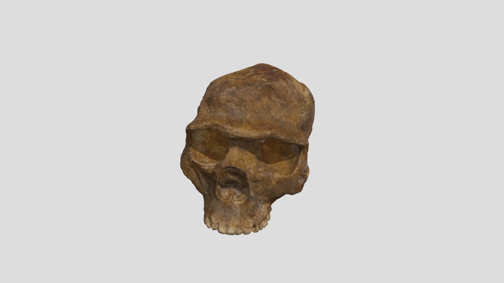 Skhul V - Skull