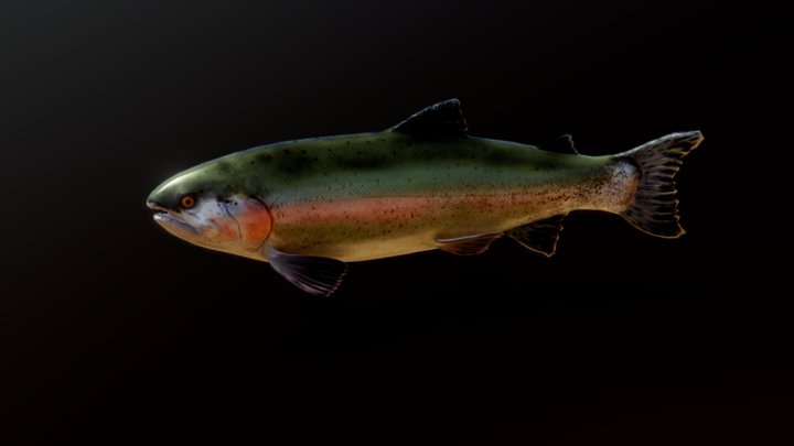 trout trucha arcoíris 3D Model