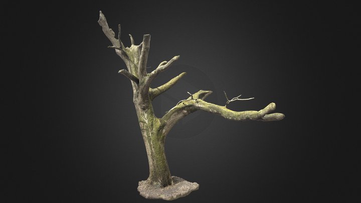 Old Walnut tree 3D Model