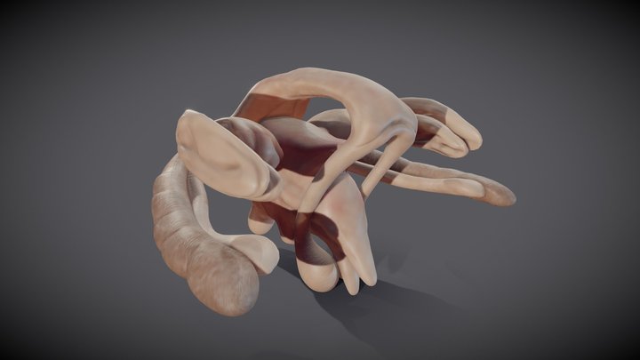 Thalamus, hypothalamus, hippocampus and fornix 3D Model