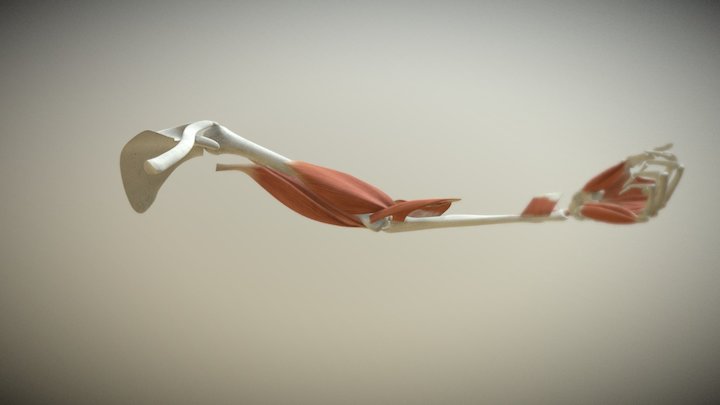 Animated Hand 01 3D Model