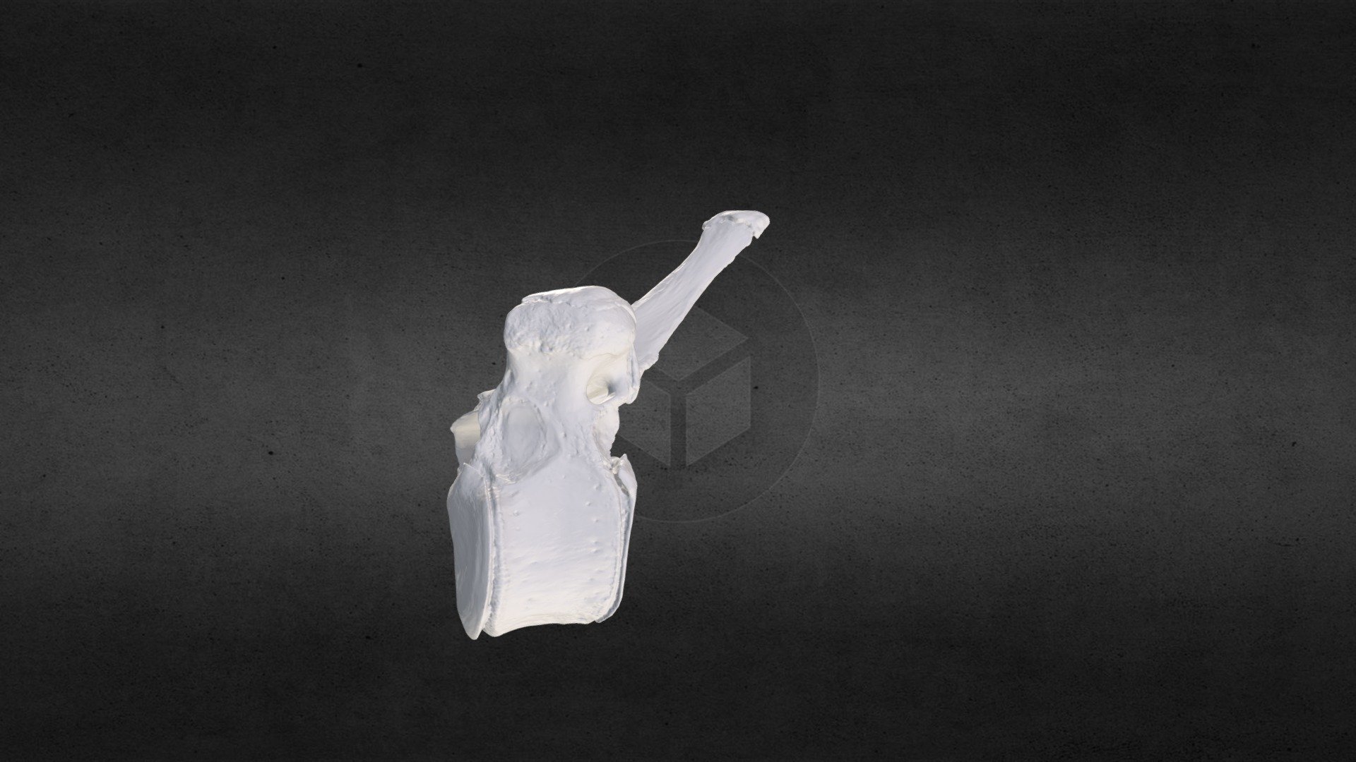 Loxodonta africana (elephant) Thoracic Vert 14 — Sketchfab embed 3D viewer